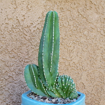 Marginatocereus marginatus f. cristata