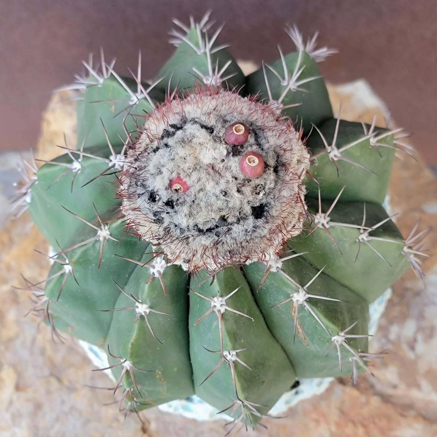 Melocactus Maxoni