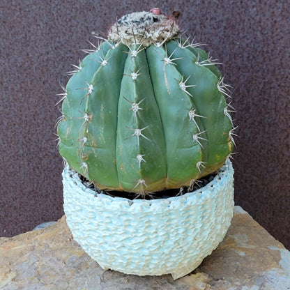 Melocactus Maxoni