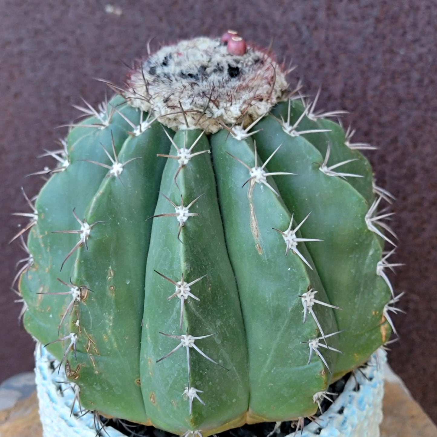 Melocactus Maxoni