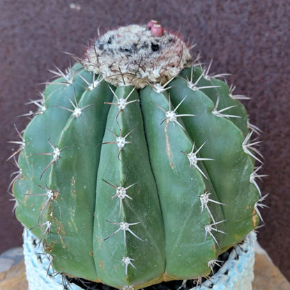 Melocactus Maxoni