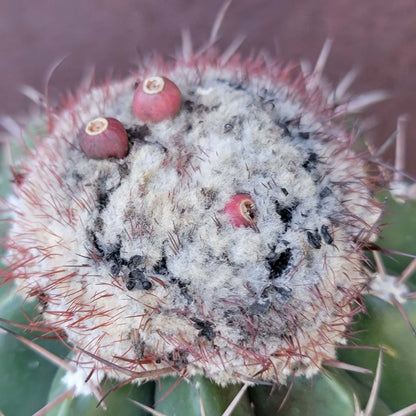 Melocactus Maxoni