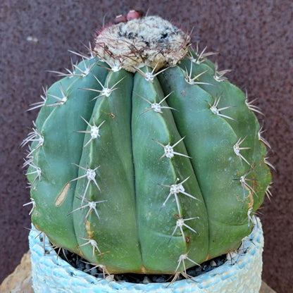 Melocactus Maxoni