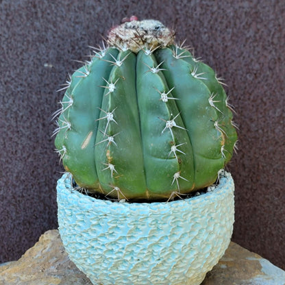 Melocactus Maxoni