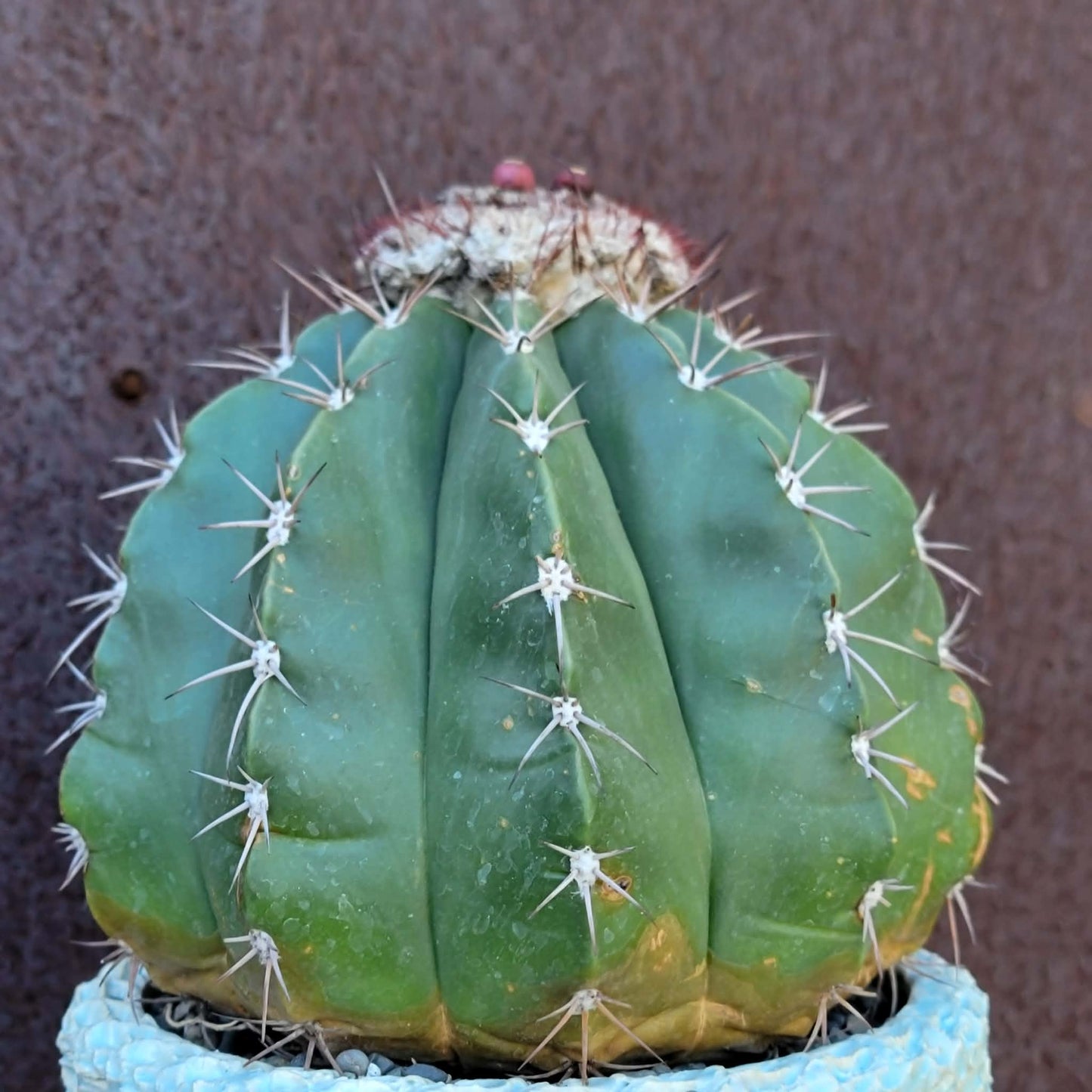 Melocactus Maxoni