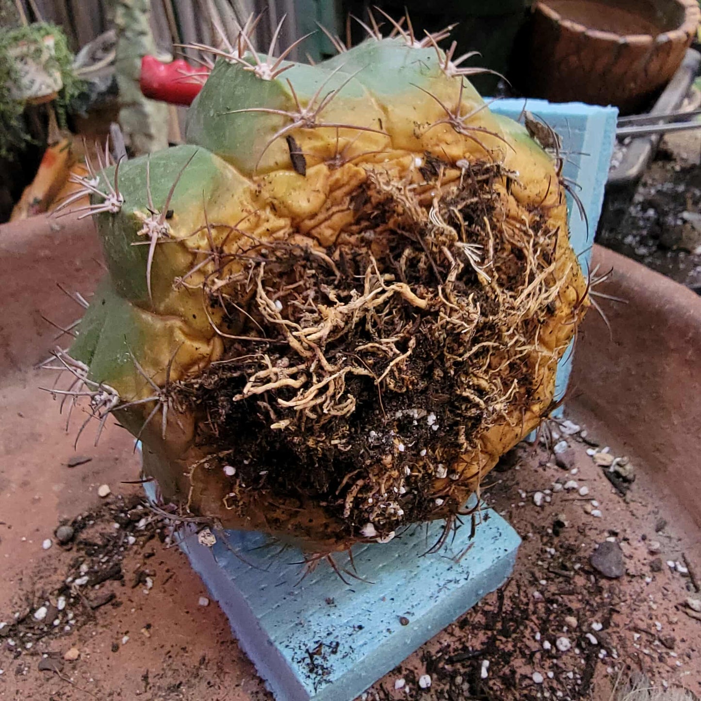 Melocactus Maxoni