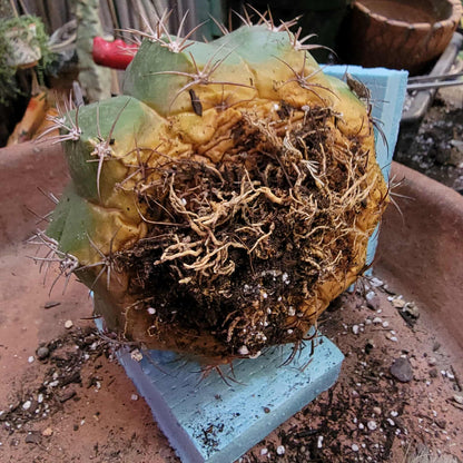 Melocactus Maxoni