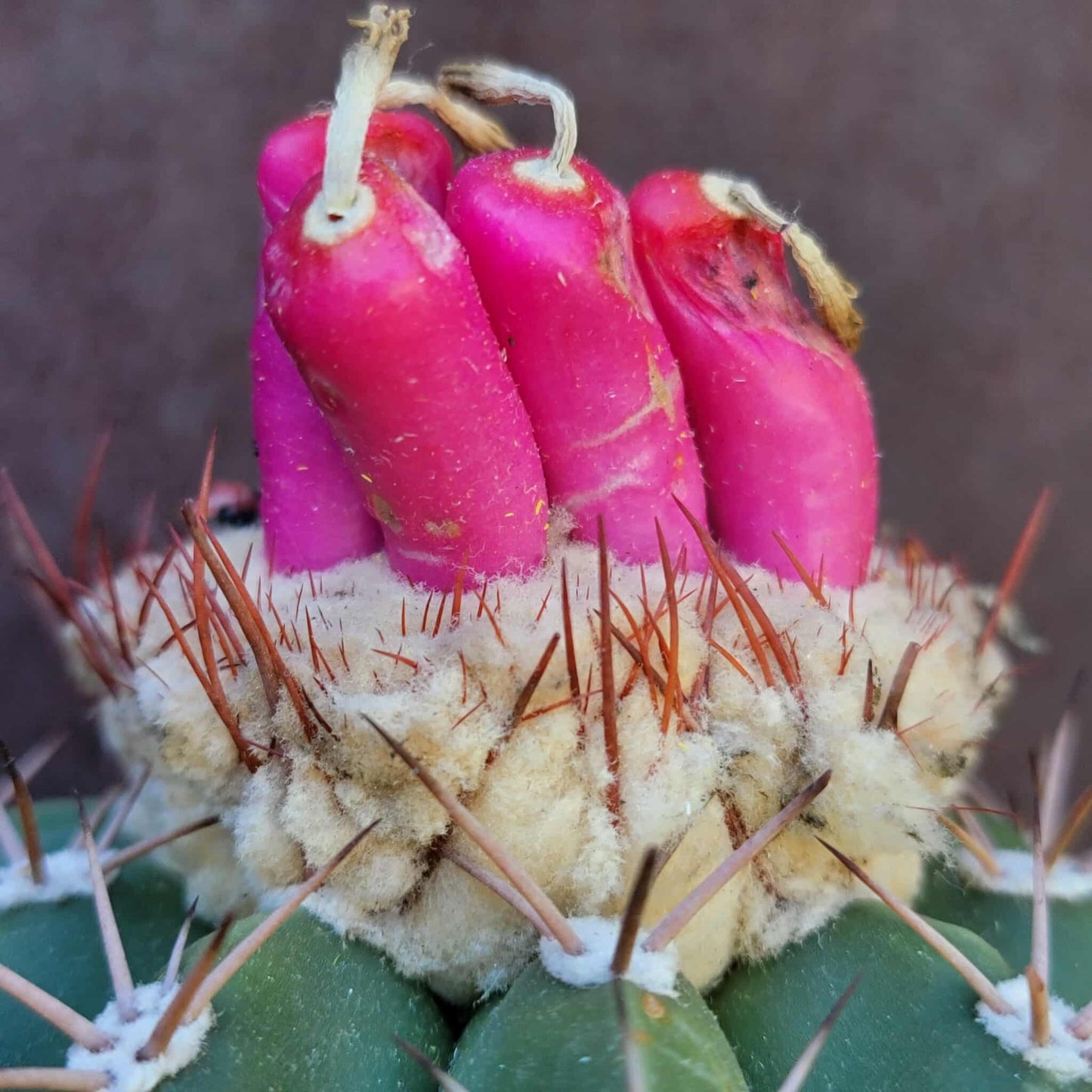 Melocactus Maxoni