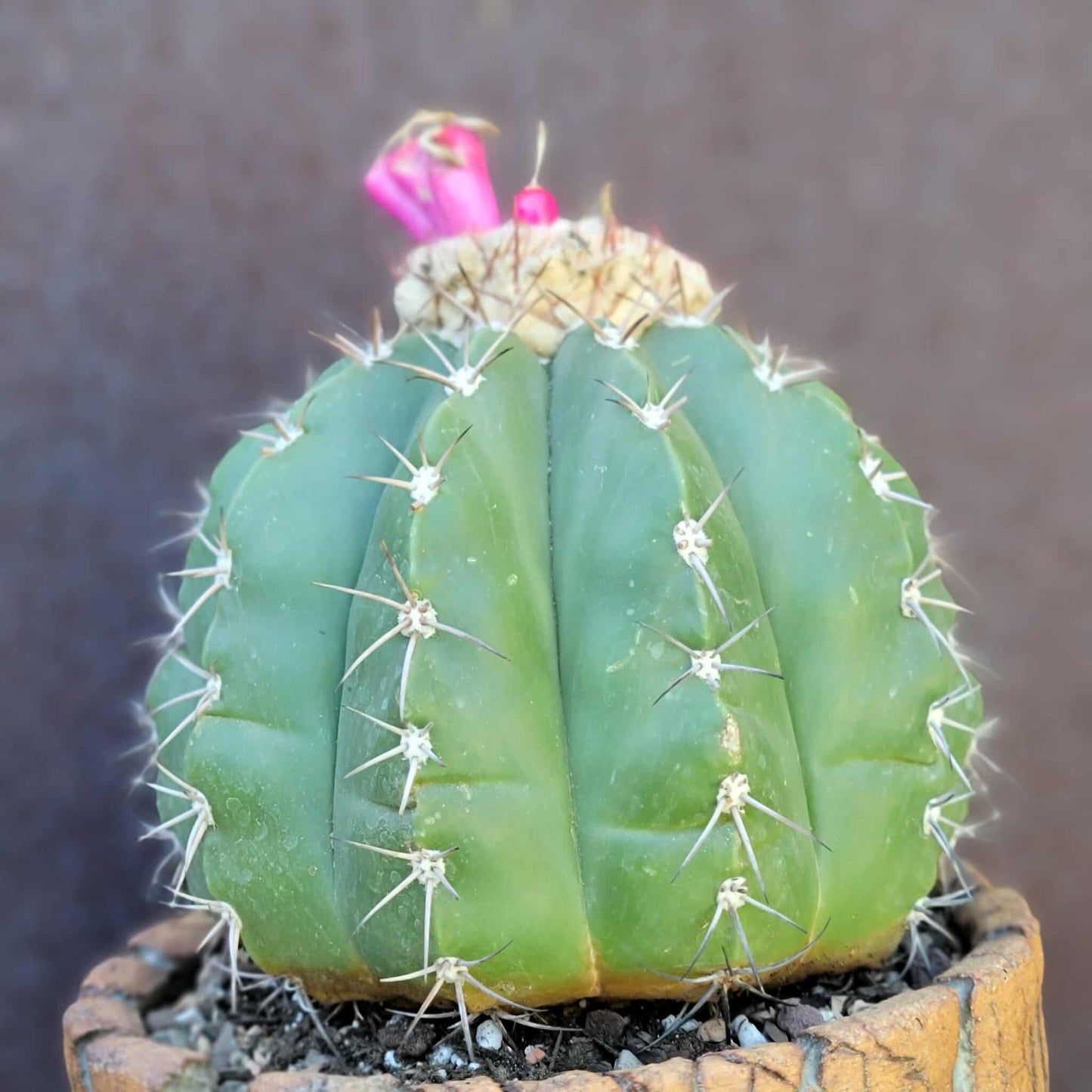 Melocactus Maxoni