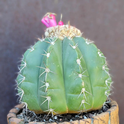 Melocactus Maxoni
