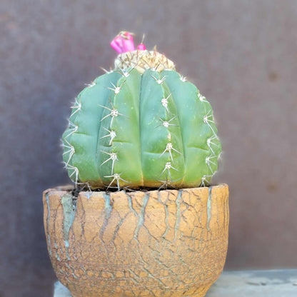 Melocactus Maxoni