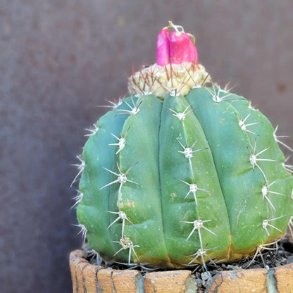 Melocactus Maxoni