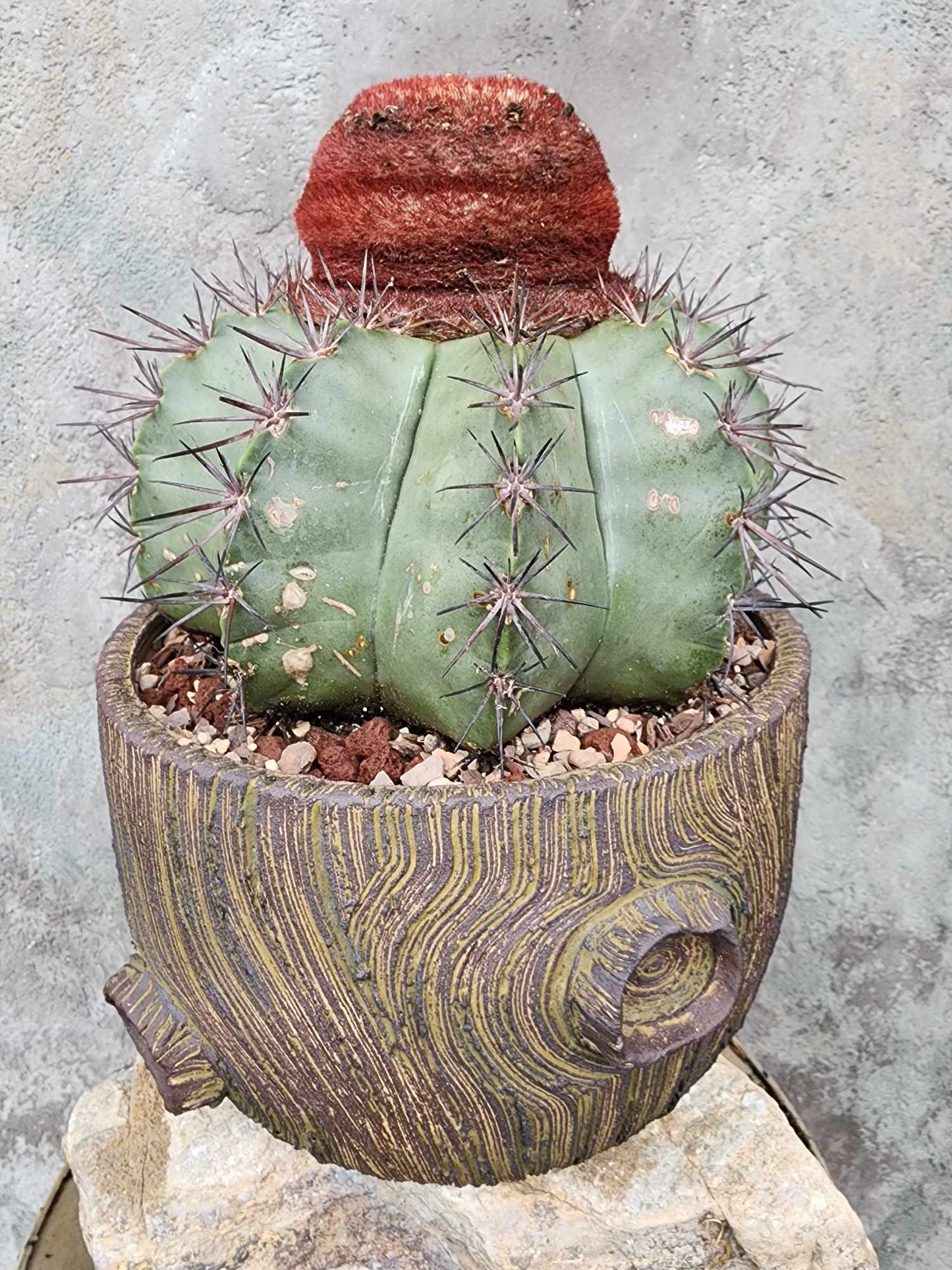 Melocactus bahiensis sap. amethystinus – Turk’s Cap Cactus
