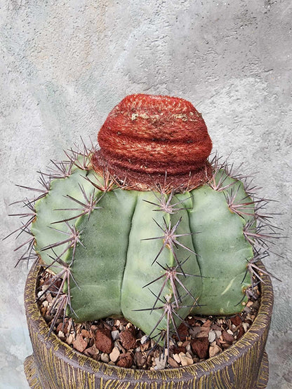 Melocactus bahiensis sap. amethystinus – Turk’s Cap Cactus collector cactus specimen