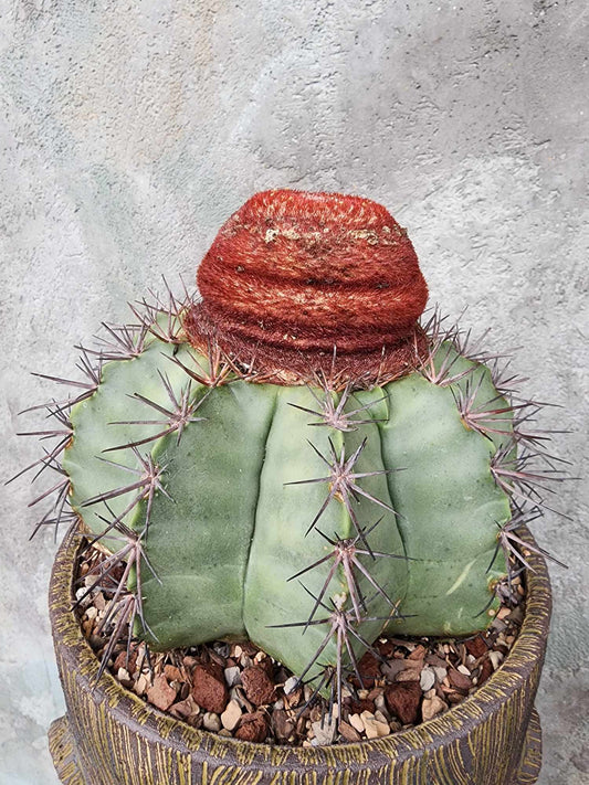 Melocactus bahiensis sap. amethystinus – Turk’s Cap Cactus collector cactus specimen