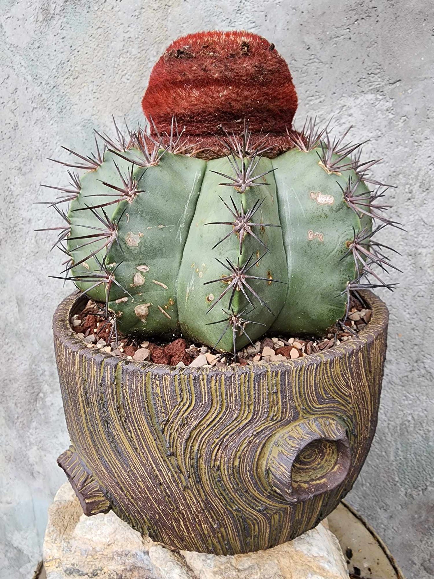 Melocactus bahiensis sap. amethystinus – Turk’s Cap Cactus