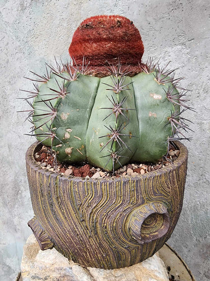 Melocactus bahiensis sap. amethystinus – Turk’s Cap Cactus