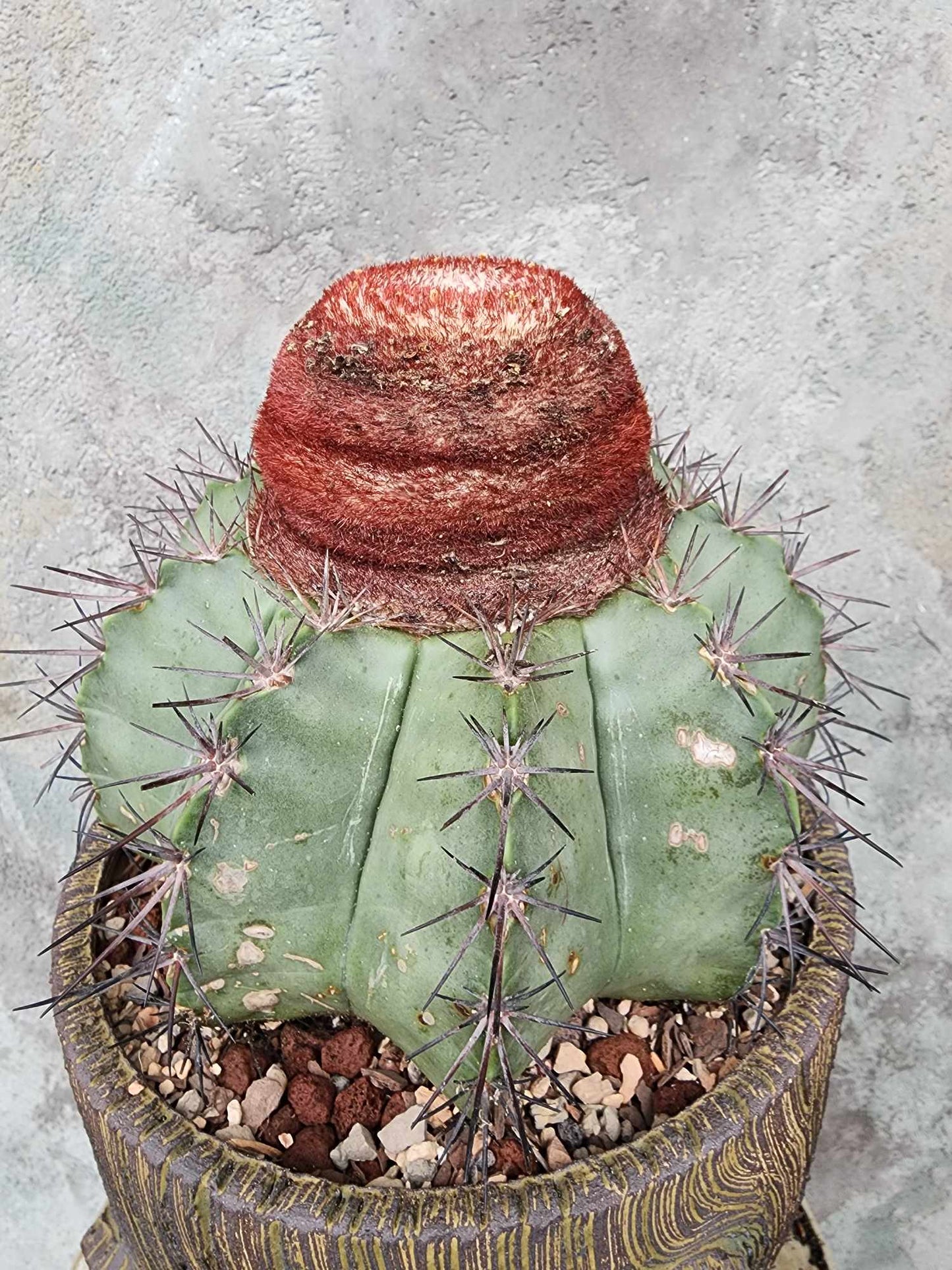 Melocactus bahiensis sap. amethystinus – Turk’s Cap Cactus