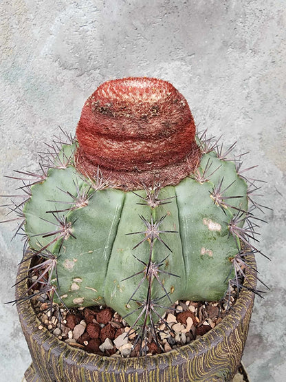 Melocactus bahiensis sap. amethystinus – Turk’s Cap Cactus