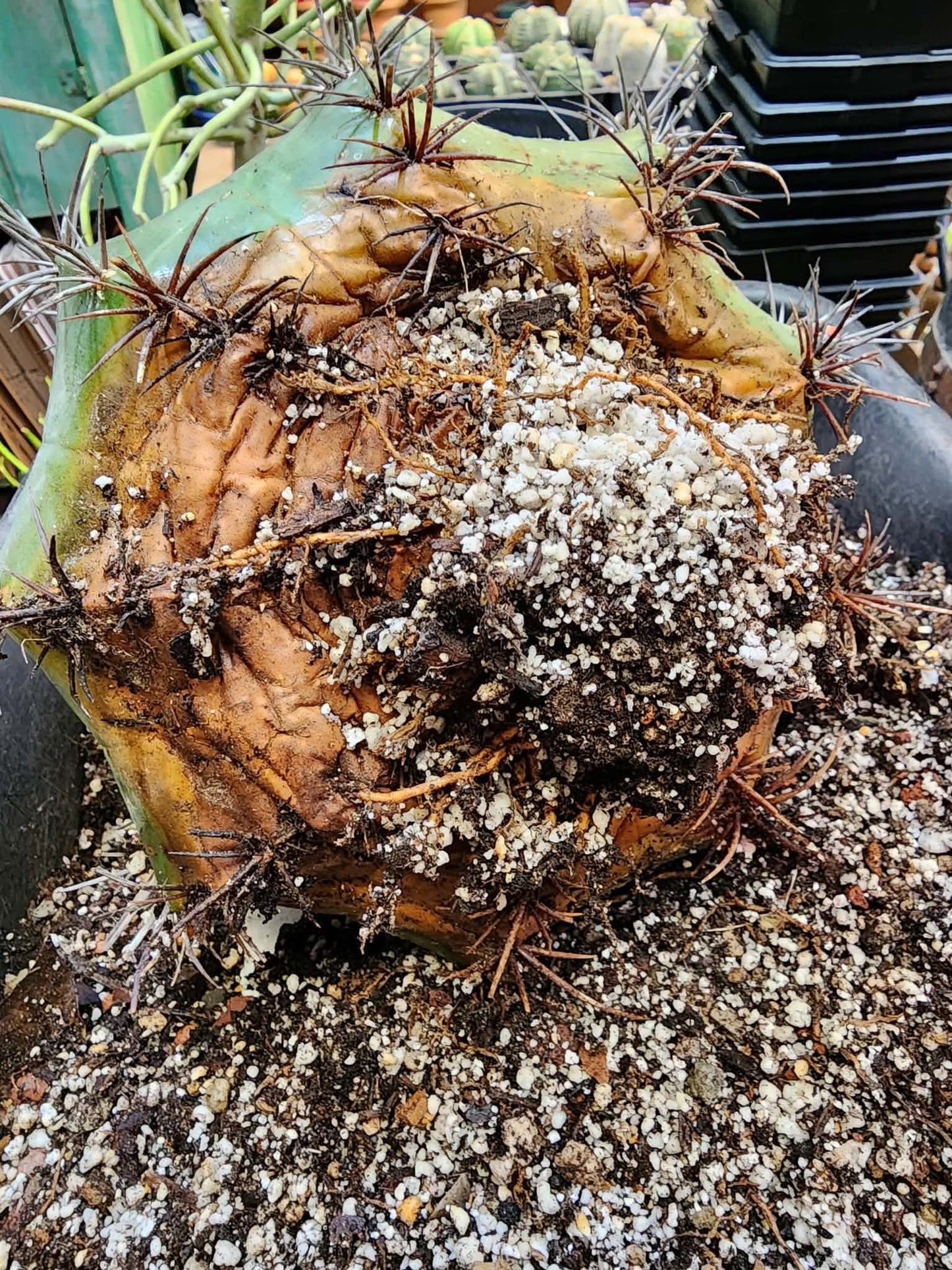 Melocactus bahiensis sap. amethystinus – Turk’s Cap Cactus