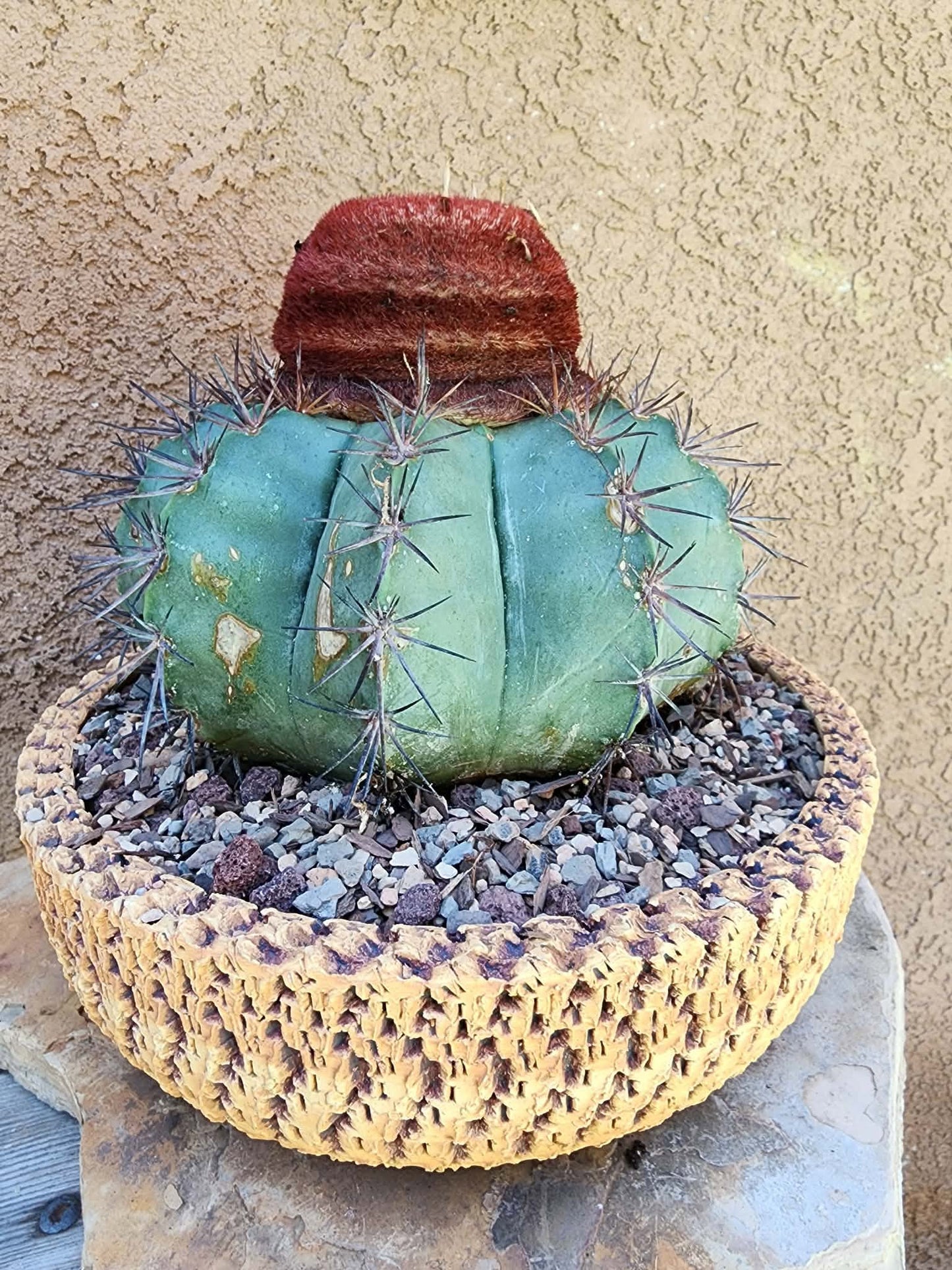 Melocactus bahiensis sap. amethystinus – Turk’s Cap Cactus