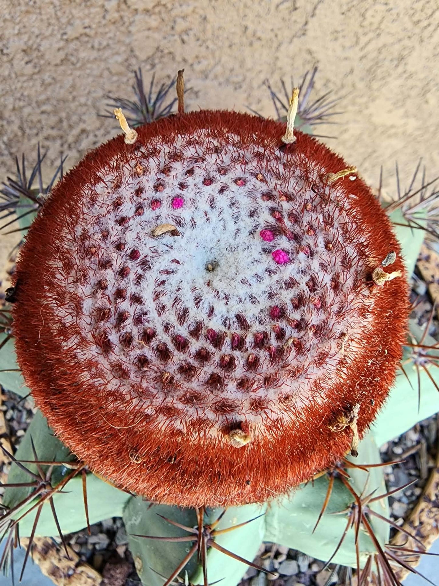 Melocactus bahiensis sap. amethystinus – Turk’s Cap Cactus