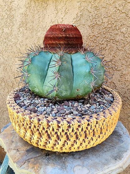 Melocactus bahiensis sap. amethystinus – Turk’s Cap Cactus