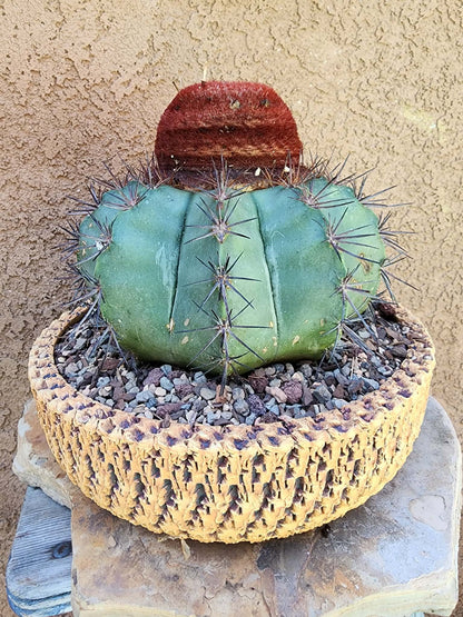 Melocactus bahiensis sap. amethystinus – Turk’s Cap Cactus