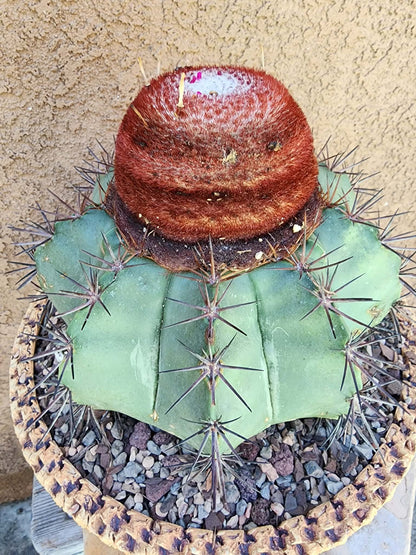 Melocactus bahiensis sap. amethystinus – Turk’s Cap Cactus