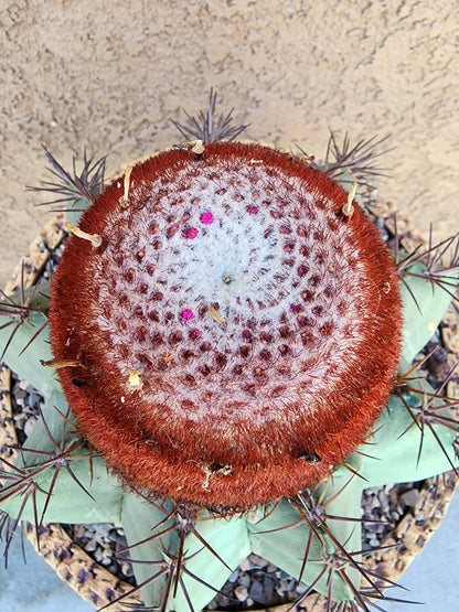 Melocactus bahiensis sap. amethystinus – Turk’s Cap Cactus