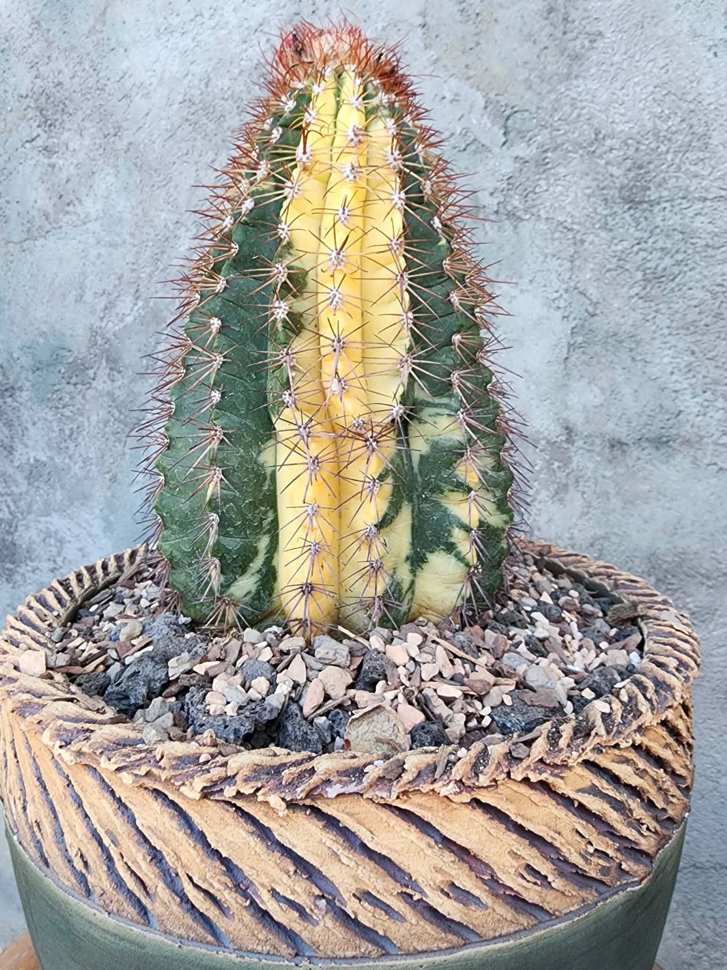 Melocactus broadwayi variegata – Variegated Turk’s Cap Cactus - Last one!