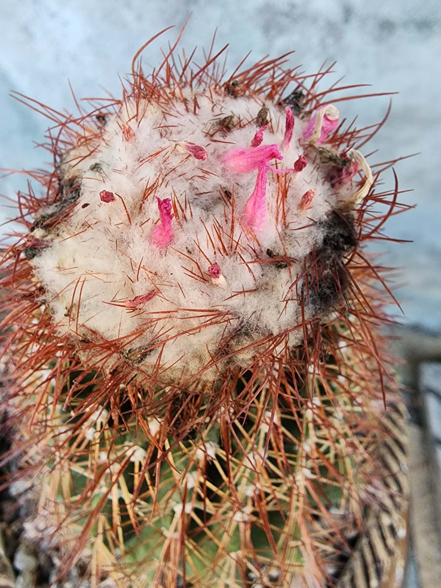 Melocactus broadwayi variegata – Variegated Turk’s Cap Cactus - Last one!