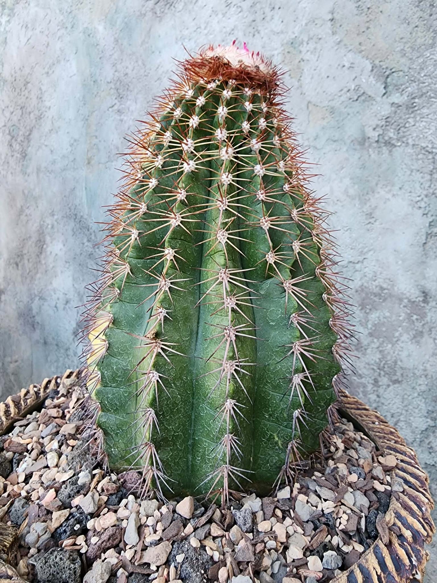 Melocactus broadwayi variegata – Variegated Turk’s Cap Cactus - Last one!