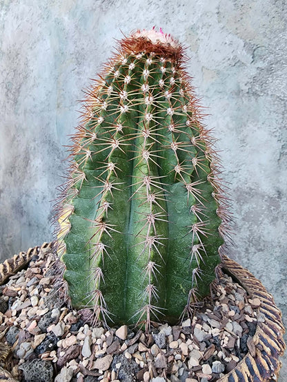 Melocactus broadwayi variegata – Variegated Turk’s Cap Cactus - Last one!