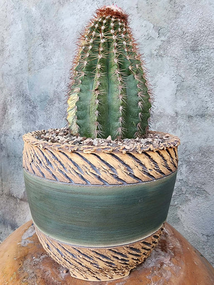 Melocactus broadwayi variegata – Variegated Turk’s Cap Cactus - Last one!