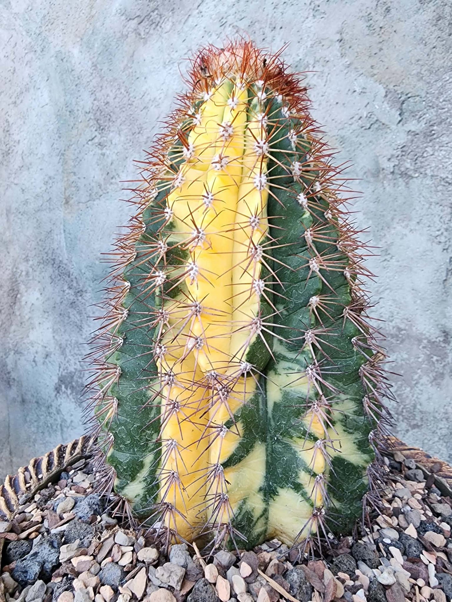 Melocactus broadwayi variegata – Variegated Turk’s Cap Cactus - Last one!
