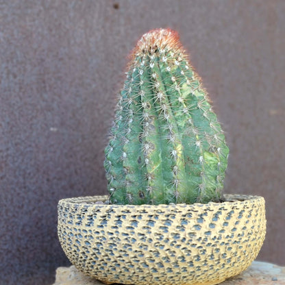 Melocactus broadwayi variegata – Variegated Turk’s Cap Cactus