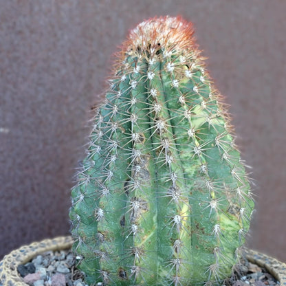 Melocactus broadwayi variegata – Variegated Turk’s Cap Cactus
