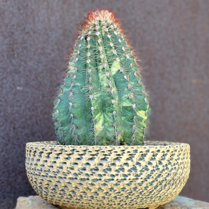 Melocactus broadwayi variegata – Variegated Turk’s Cap Cactus