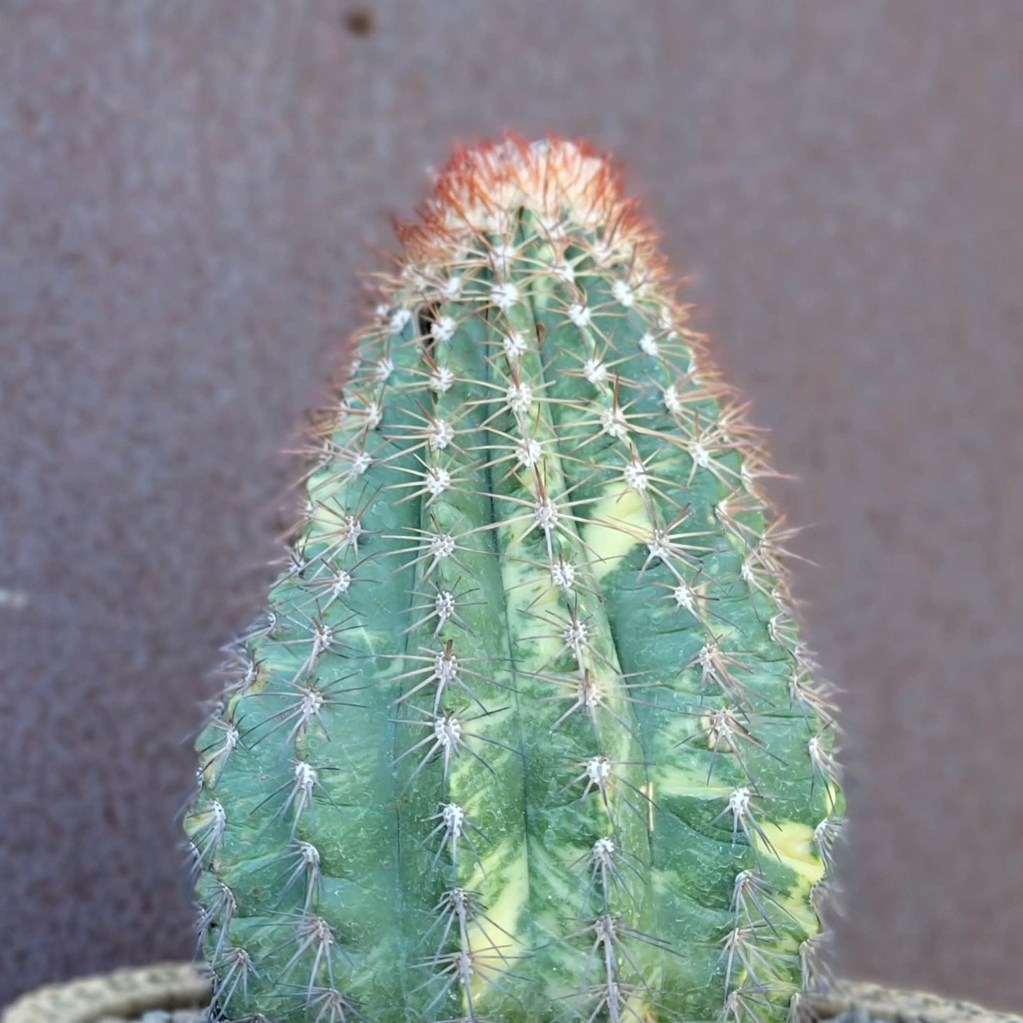 Melocactus broadwayi variegata – Variegated Turk’s Cap Cactus