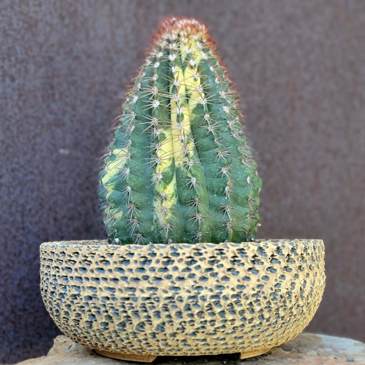 Melocactus broadwayi variegata – Variegated Turk’s Cap Cactus