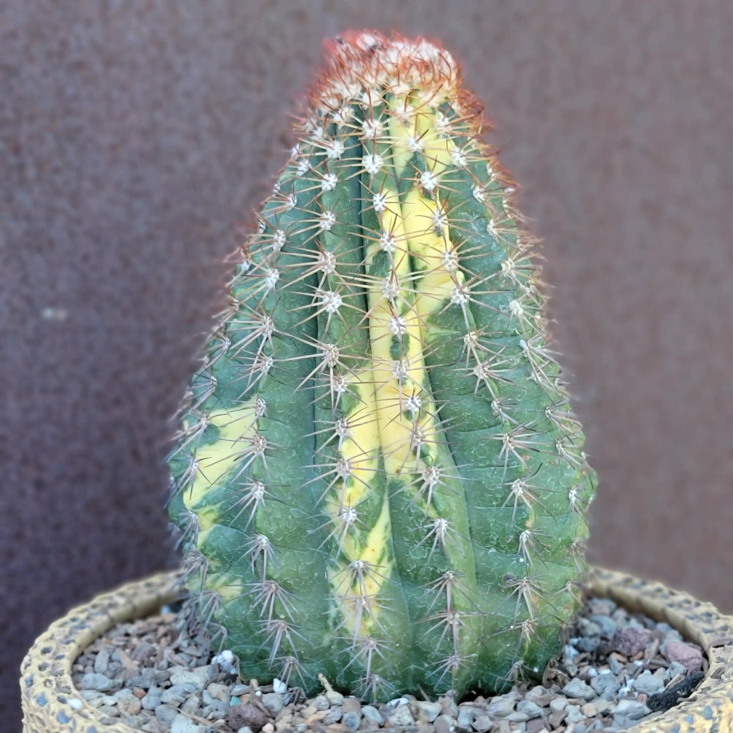 Melocactus broadwayi variegata – Variegated Turk’s Cap Cactus