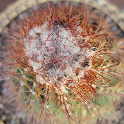 Melocactus broadwayi variegata – Variegated Turk’s Cap Cactus