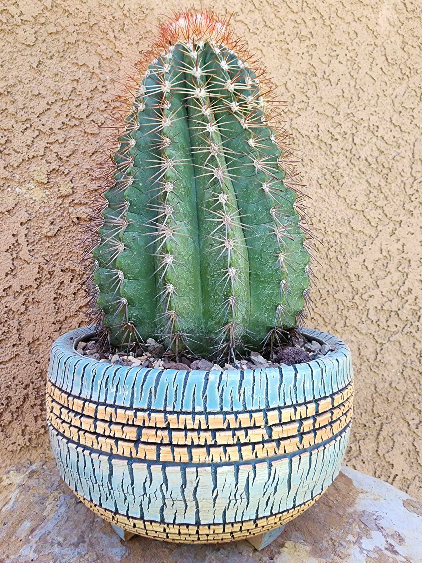 Melocactus broadwayi variegata – Variegated Turk’s Cap Cactus
