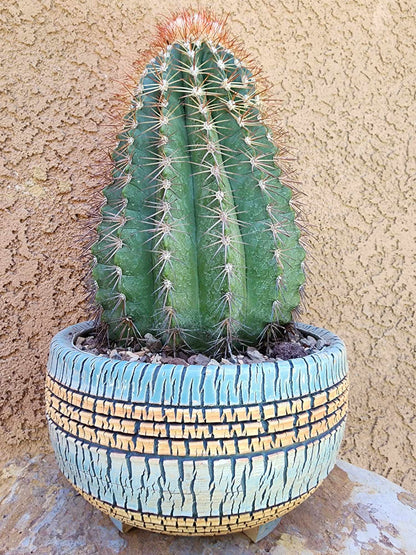 Melocactus broadwayi variegata – Variegated Turk’s Cap Cactus