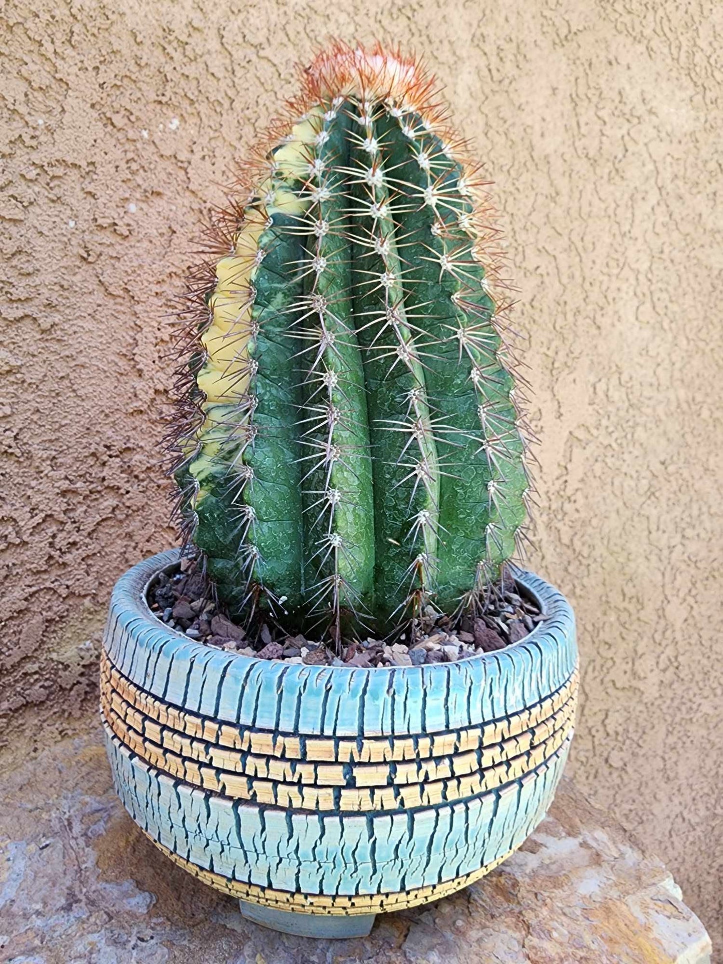 Melocactus broadwayi variegata – Variegated Turk’s Cap Cactus