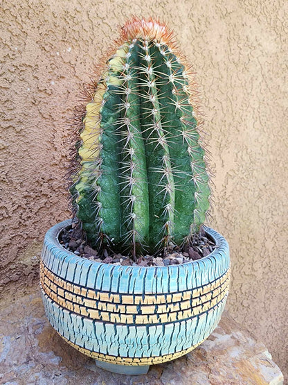 Melocactus broadwayi variegata – Variegated Turk’s Cap Cactus