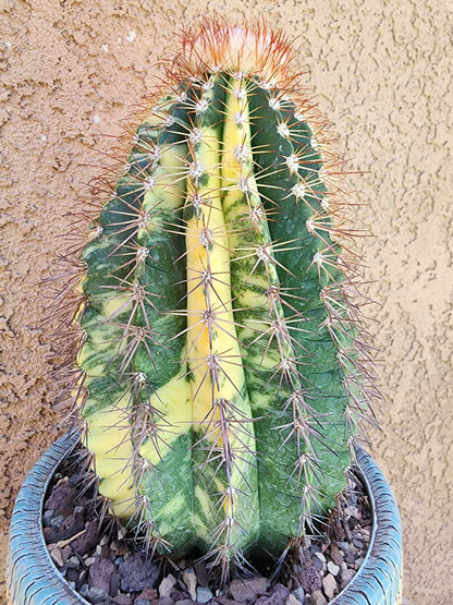 Melocactus broadwayi variegata – Variegated Turk’s Cap Cactus