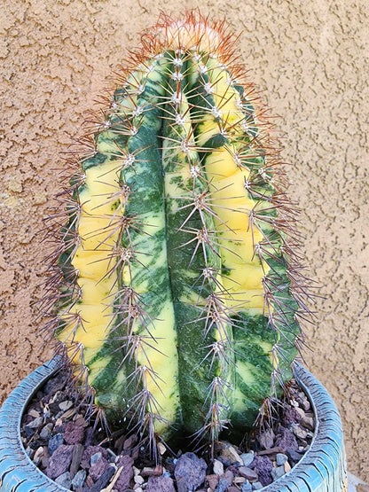 Melocactus broadwayi variegata – Variegated Turk’s Cap Cactus