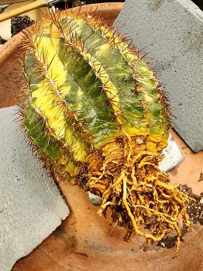 Melocactus broadwayi variegata – Variegated Turk’s Cap Cactus